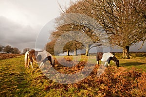 dartmoor wild ponies dartmoor national park devon