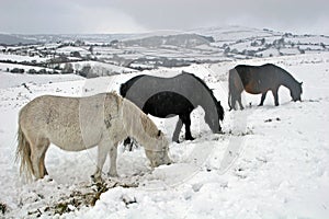 Dartmoor wild ponies in the snow