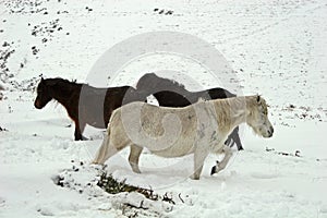 Dartmoor wild pony in the snow