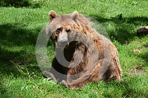 Dartmoor Zoos Brown bear