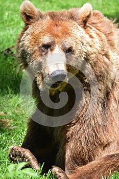 Dartmoor Zoos brown bear photo