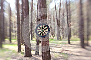 Darts boards on the tree in forest