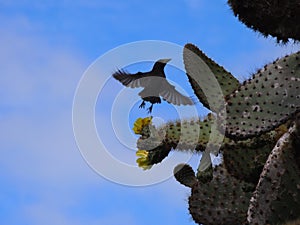 Darwin finch fly into sky