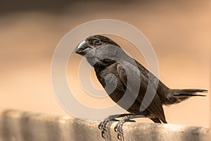 Darwin finch photo