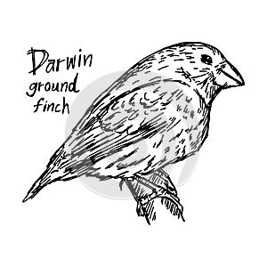 Darwin ground finch on the tree - vector illustration sketch han