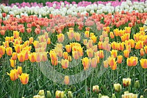 Darwin Mix Tulips at Windmill Island Tulip Garden