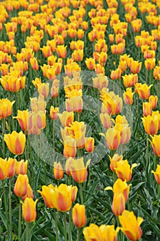 Darwin Mix Tulips at Windmill Island Tulip Garden