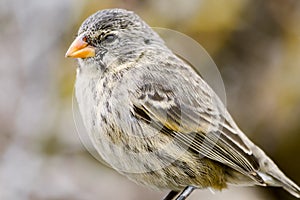 A Darwin's finch, Galapagos