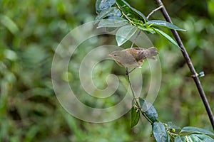 Darwin\'s finches, also known as the GalÃ¡pagos finches, sitting on a tree branch at Galapagos islands