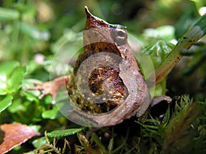 DarwinÂ´s frog Rhinoderma darwinii