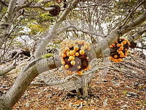 Darwin`s Fungus Cyttaria darwinii growing on southern beech trees Nothofagus in Tierra del Fuego National Park, Argentina. photo