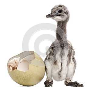 Darwin`s Rhea with hatched egg, Rhea pennata, also known as the Lesser Rhea, 1 week old