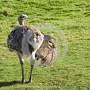 Darwin's Rhea with one spreaded wing