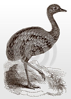 Darwin`s rhea pennata, a flightless bird from South America in side view walking through a rocky landscape