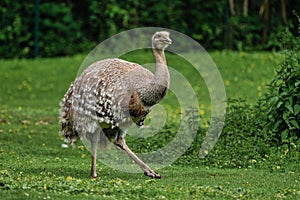 Darwin`s rhea, Rhea pennata also known as the lesser rhea.