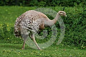 Darwin`s rhea, Rhea pennata also known as the lesser rhea.