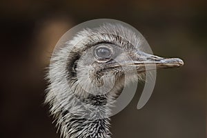 Darwin`s rhea Rhea pennata photo