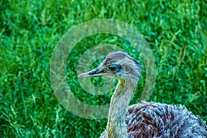 Darwin\'s rhea, Rhea pennata also known as the lesser rhea. It is a large flightless bird, but the smaller of the two extant