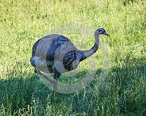 Darwin\'s rhea, Rhea pennata also known as the lesser rhea. It is a large flightless bird, but the smaller of the two extant