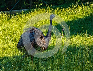 Darwin\'s rhea, Rhea pennata also known as the lesser rhea. It is a large flightless bird, but the smaller of the two extant