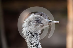 Darwin's rhea (Rhea pennata) photo