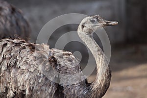 Darwin's rhea (Rhea pennata) photo