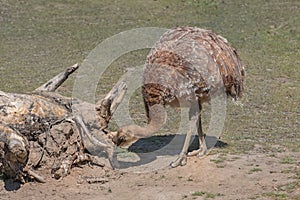 Darwin`s rhea, Rhea pennata, lesser rhea, a large flightless bird with brown, soft-feather, long neck and legs. Nature landscape