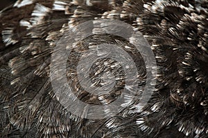 Darwin's rhea (Rhea pennata). Plumage texture.