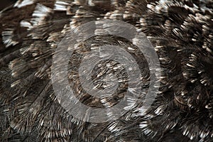 Darwin's rhea (Rhea pennata). Plumage texture. photo