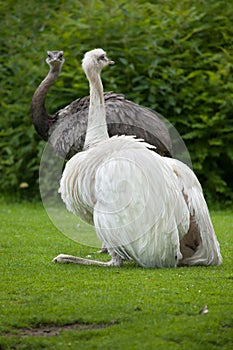 Darwin`s rhea Rhea pennata. White leucistic form.