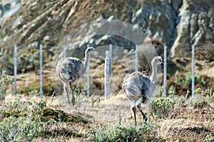 Darwin's rheas walking on the green field on a sunny day