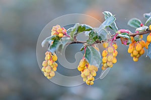 Darwins Barberry Berberis darwinii, close-up of yellow buds