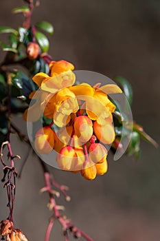 Darwins barberry (berberis darwinii) flowers