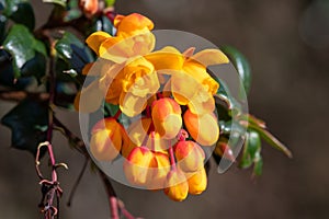 Darwins barberry (berberis darwinii) flowers