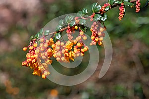 Darwins barberry (berberis darwinii) flowers