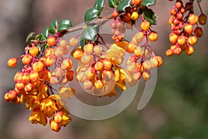 Darwins barberry (berberis darwinii) flowers