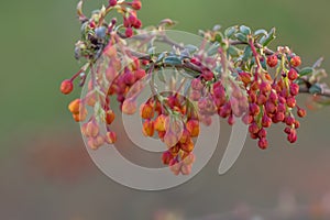 Darwins Barberry, Berberis darwinii, close-up flowers