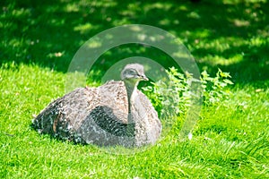 Darwins rhea, Rhea pennata, also known as the lesser rhea, is a large flightless bird, but the smaller of the two extant species