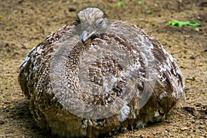 Darwins rhea sitting on the ground in closeup, tropical flightless bird specie from America