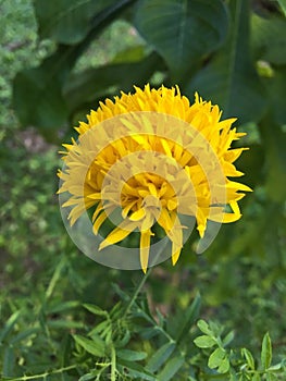 Das Pethiya Folwer - Yellow