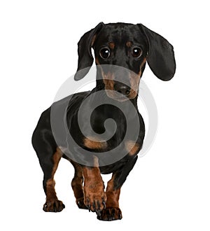 Daschund, 10 months old, standing in front of white background