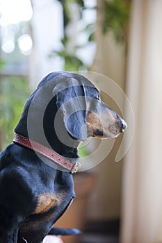 Daschund dog profile