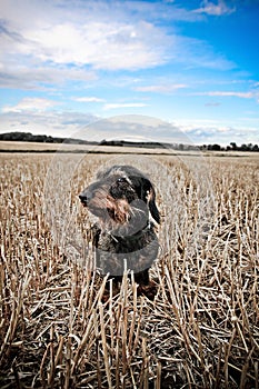Daschund in the field