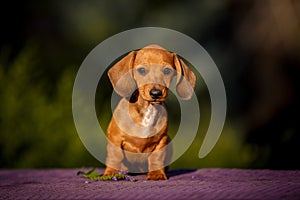 daschund puppy on table outdoors