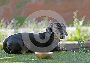 Daschund sat on a Narrowboat with it`s dish