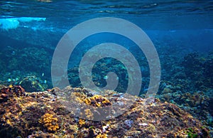 Dascillus fish in coral reef landscape. Tropical sea animal underwater photo. Coral reef seascape. Warm sea nature