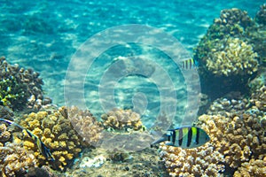 Dascillus fish in coral reef. Tropical seashore inhabitants underwater photo.