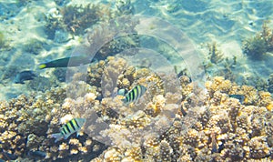 Dascillus fish family in coral. Tropical seashore inhabitants underwater photo.