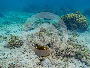 Dascillus fish in shallow water. Tropical seashore underwater photo. Marine nature. Warm sea shore