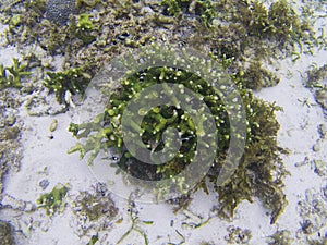 Dascillus in green coral. Tropical seashore underwater photo. Coral reef animal.